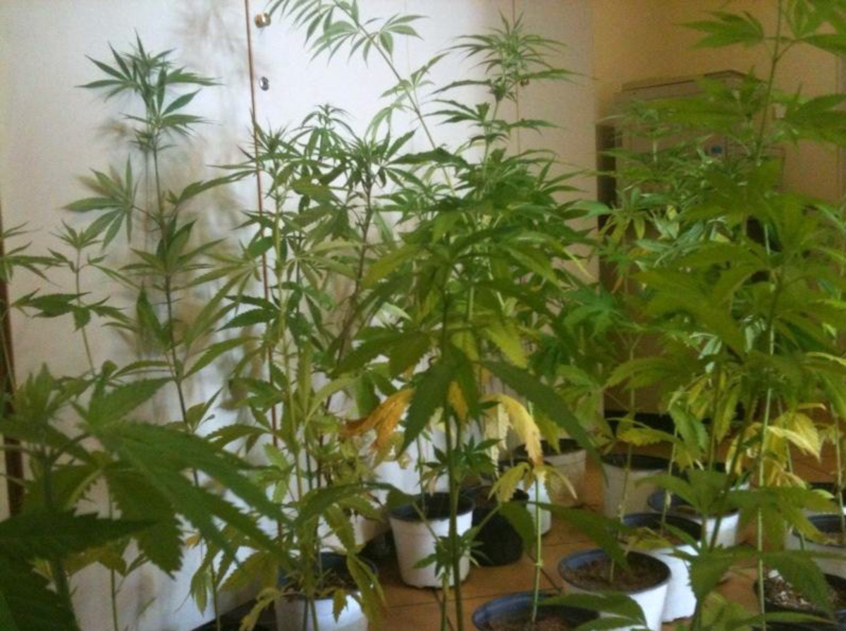 Συνελήφθη επιχειρηματίας για δουλειές με …φούντες