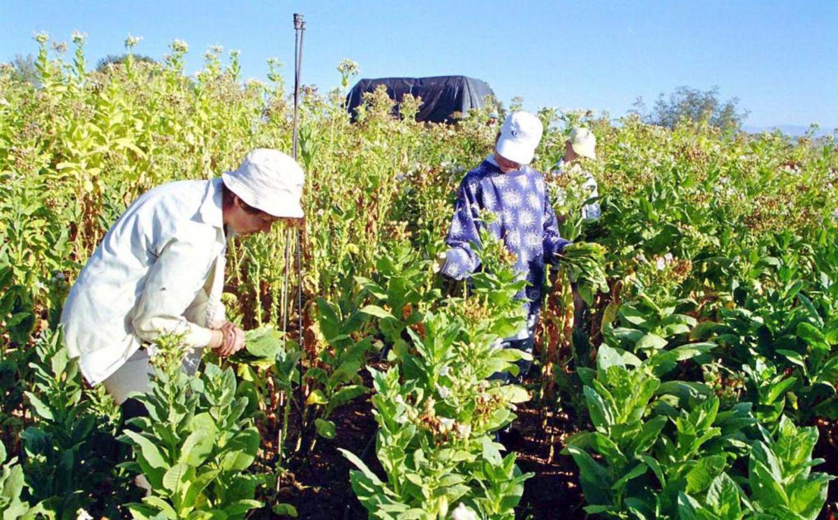 Πήραν επιδοτήσεις 150.000 €… μετά θάνατον!