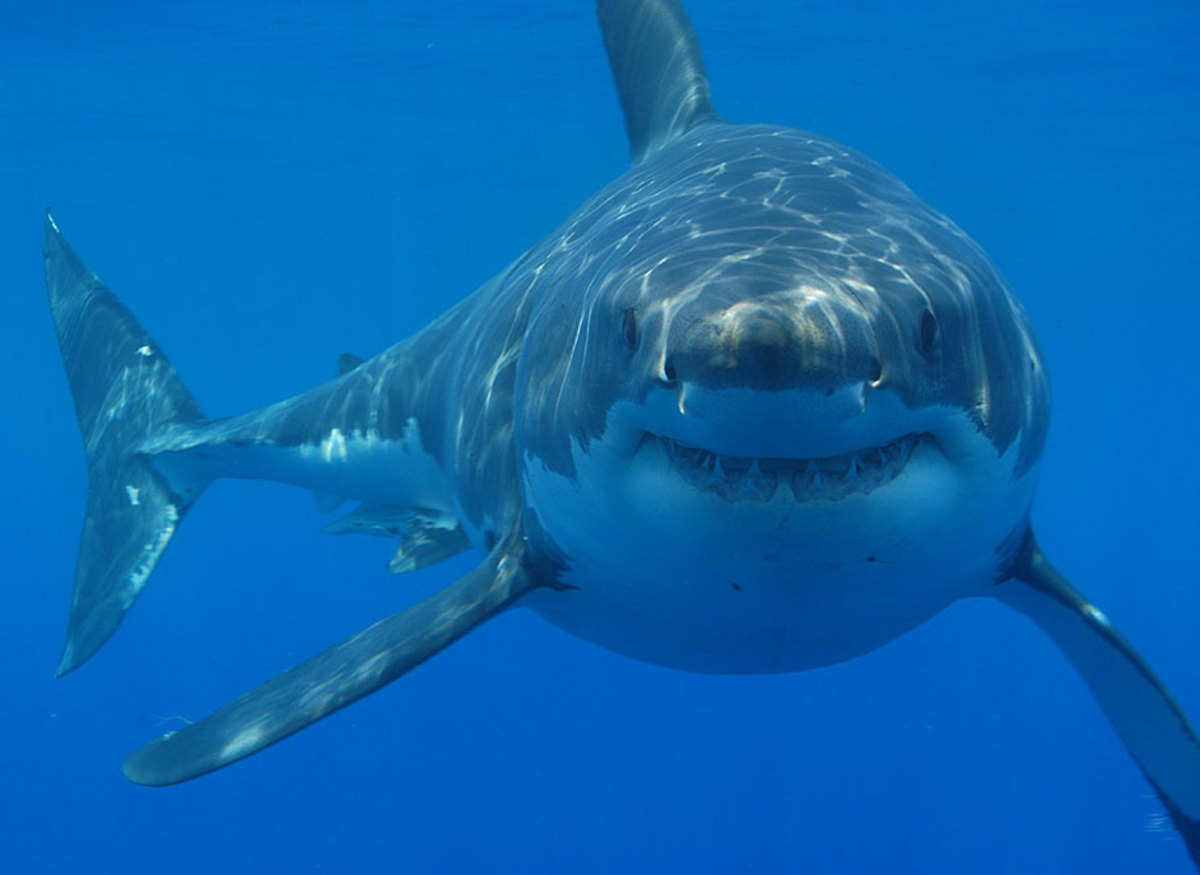 35 είδη καρχαρία στα ελληνικά νερά