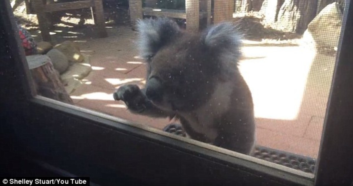 Μπορώ να έρθω μέσα παρακαλώ; Το πιο γλυκό κοάλα! (ΒΙΝΤΕΟ)