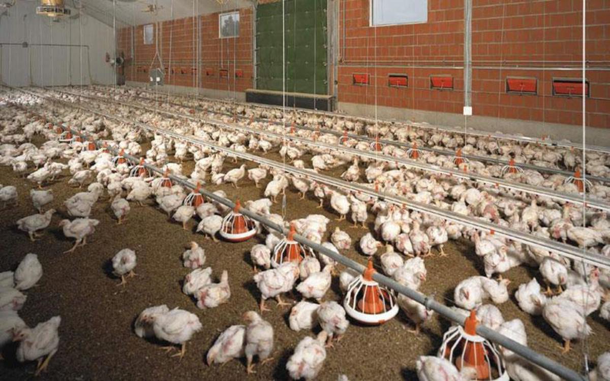 Μεγάλη οικονομική ζημιά – Μολύνθηκε από ψευδοπανώλη το 15% της πτηνοτροφίας στην Κύπρο