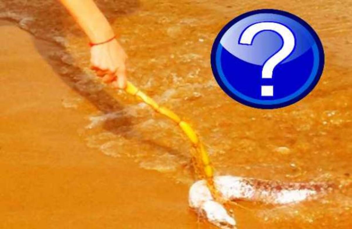 Ποιά παρουσιάστρια ενώ κολυμπούσε τρόμαξε από φιδόψαρο;