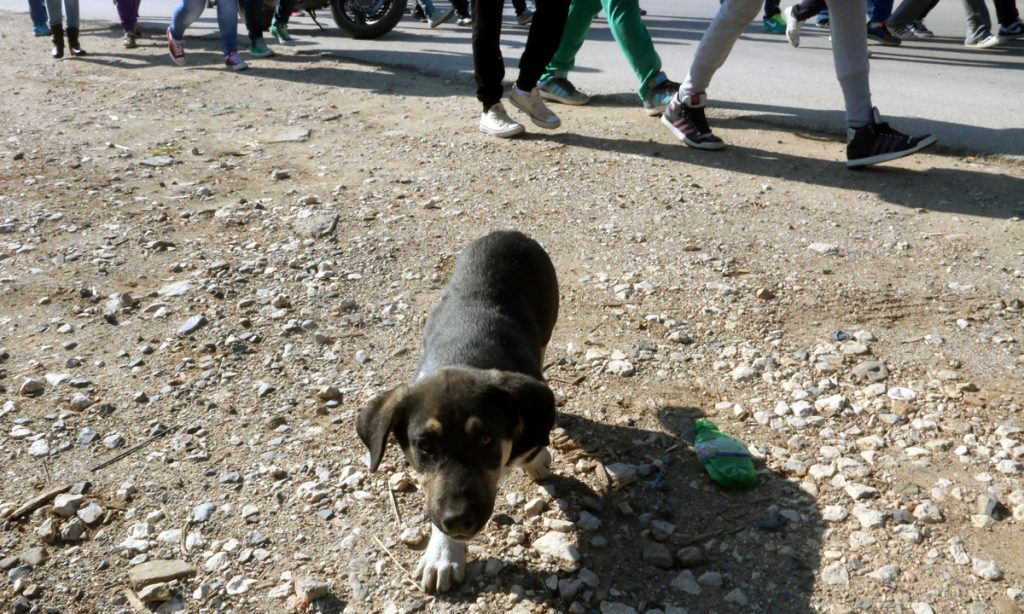 Θεσσαλονίκη: Οργή για τον 39χρονο που σκότωσε στο ξύλο το κουτάβι του – Αναβλήθηκε η δίκη