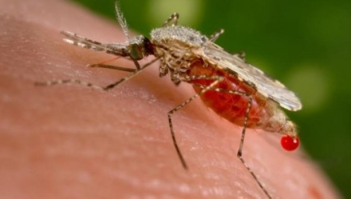 Το κουνούπι μπορεί να μεταδώσει τον ιό του AIDS;