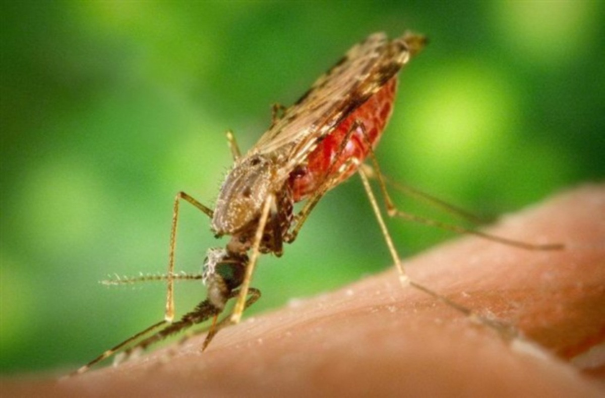 Ιος του Δυτικού Νείλου και Ελονοσία: Πότε τα τσιμπήματα των κουνουπιών γίνονται επικίνδυνα