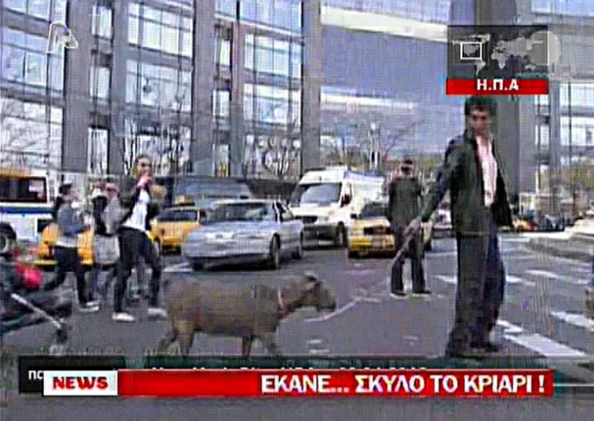 Έκανε… “σκύλο” το κριάρι!