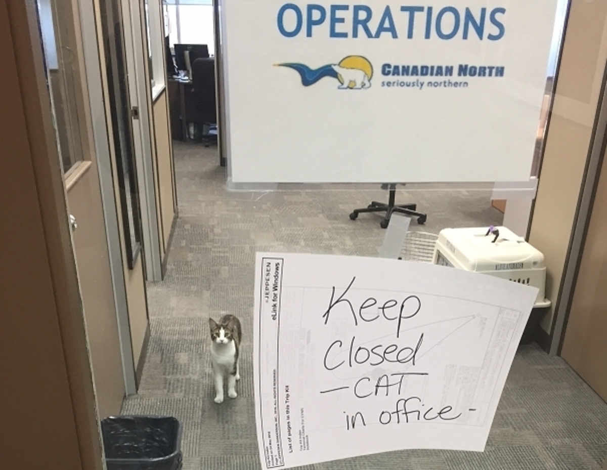 Meow Meow! Η γάτα “αεροσυνοδός” της Canadian North