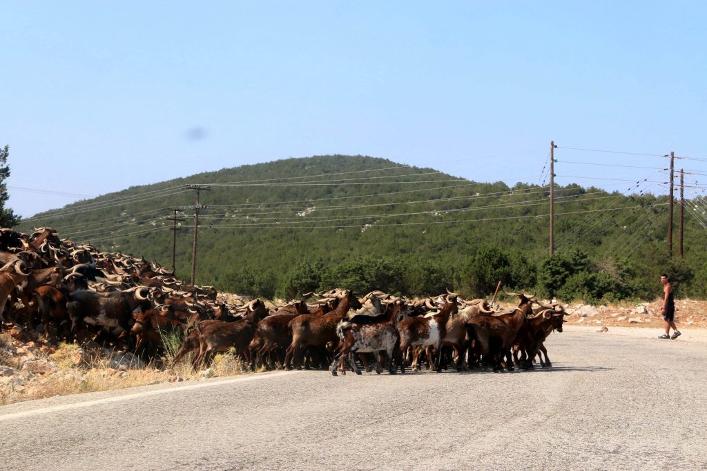 Από τα μέσα Οκτώβρη οι αποζημιώσεις σε κτηνοτρόφους για απώλειες από τον καταρροϊκό πυρετό