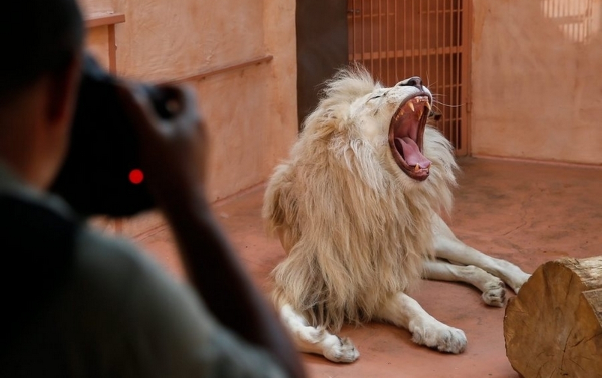 3 λιοντάρια κατασπάραξαν κτηνίατρο και τον βοηθό του