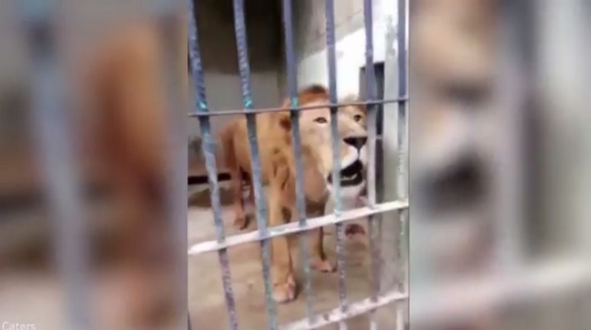 Ραγίζει καρδιές! Σπαράζει το λιοντάρι που άφησαν να λιμοκτονήσει (ΒΙΝΤΕΟ)