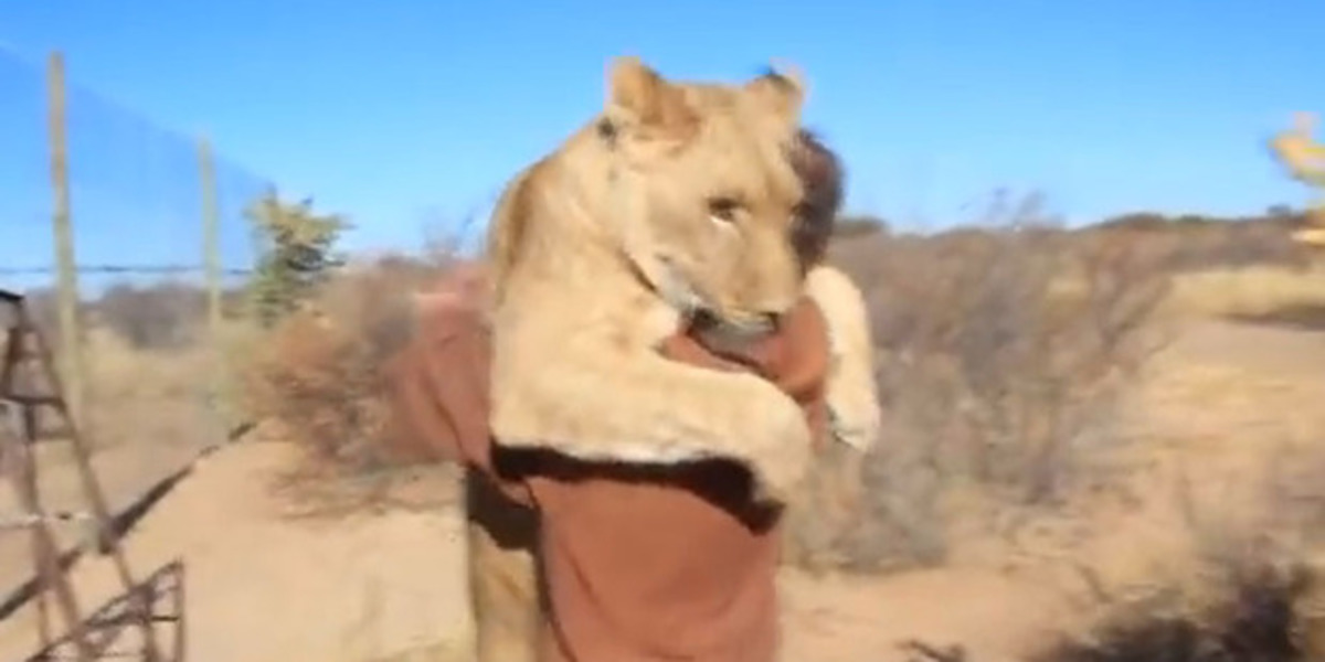 Απίστευτο βίντεο: Η αγκαλιά λέαινας στον άνθρωπο που τη μεγάλωσε