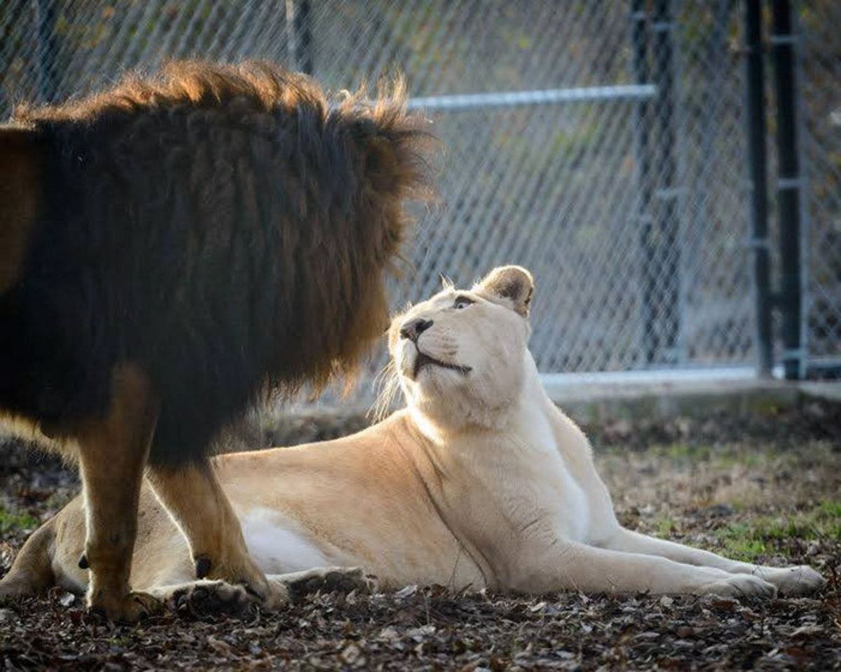 Любовный лев неделя. Львы любовь. Любимый Лев. Львы обнимаются. Лев обнимает львицу.