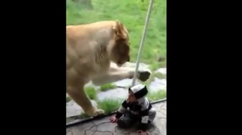 Το λιοντάρι προσπαθεί να φάει το παιδάκι! ΒΙΝΤΕΟ