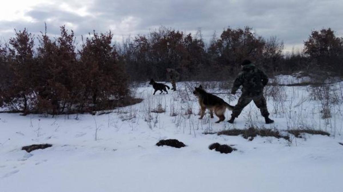 Αυτοί είναι οι σκύλοι του ελληνικού στρατού! {pics}