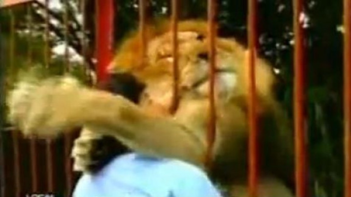Λιοντάρι φιλά και αγκαλιάζει την γυναίκα που του έσωσε τη ζωή – ΒΙΝΤΕΟ
