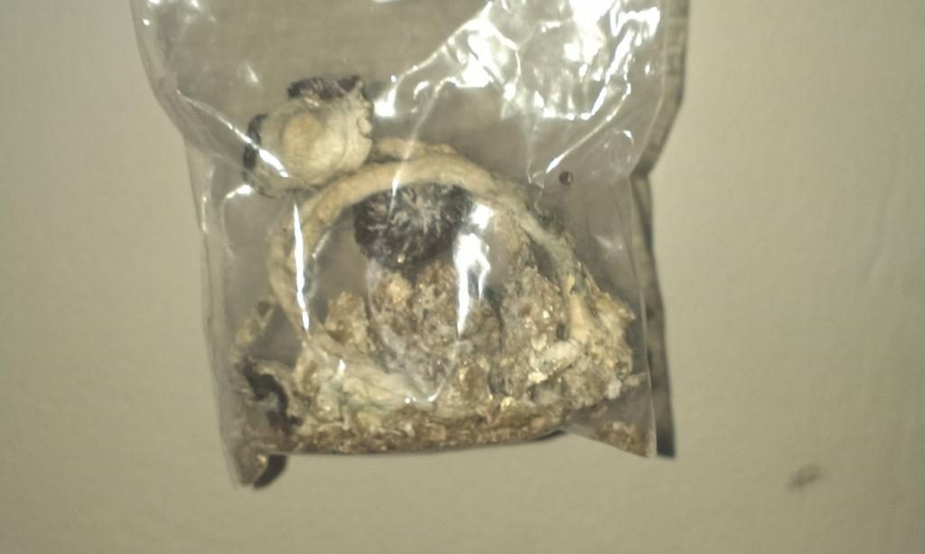 Τα μανιτάρια που βρήκε η Αστυνομία - ΦΩΤΟ ΕΛ.ΑΣ.