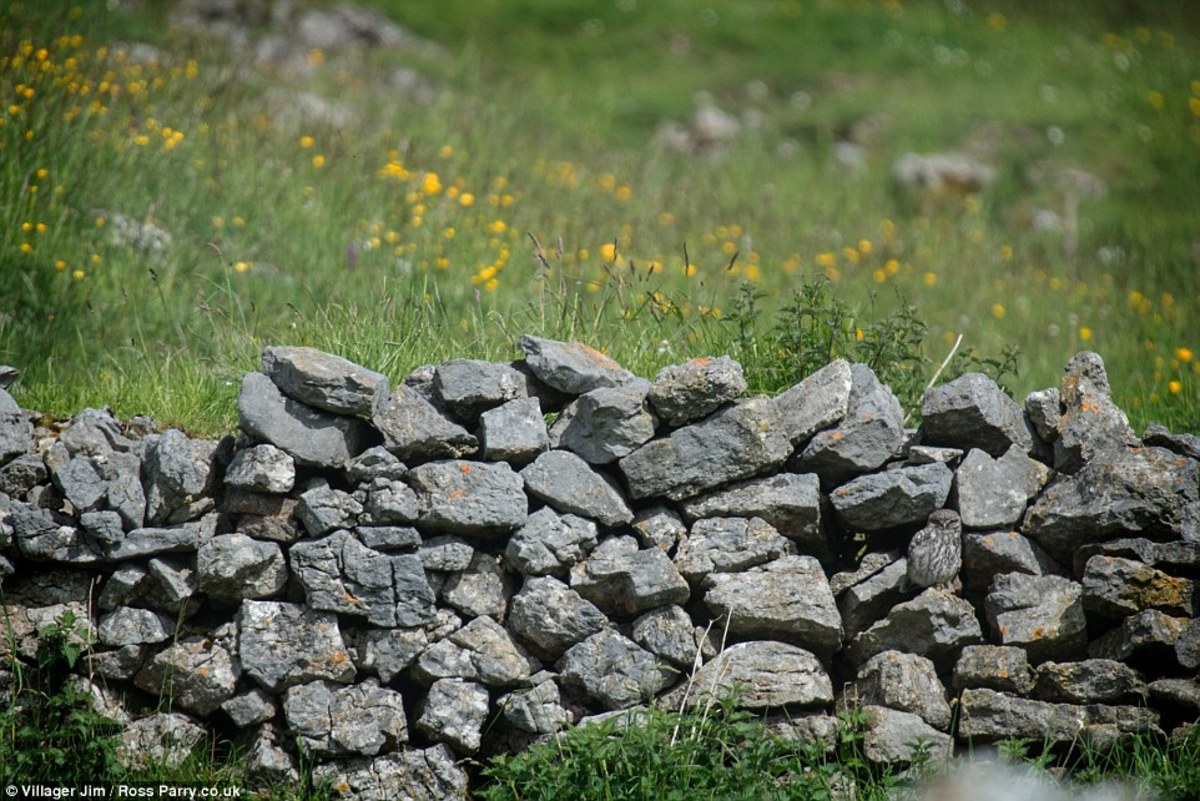 ΠΗΓΗ ΦΩΤΟ DAILY MAIL/ROSS PARRY.CO