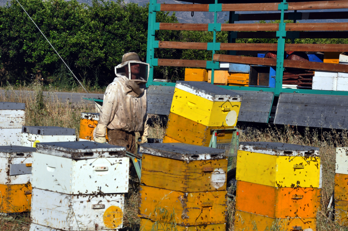 Έκαψαν 200 μελίσσια στη Φωκίδα – Άναυδοι πυροσβέστες και μελισσοκόμοι