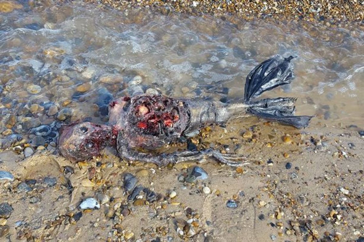 Μυστήριο με “νεκρή γοργόνα” – Το μακάβριο πλάσμα που ξέβρασε η θάλασσα [vid]