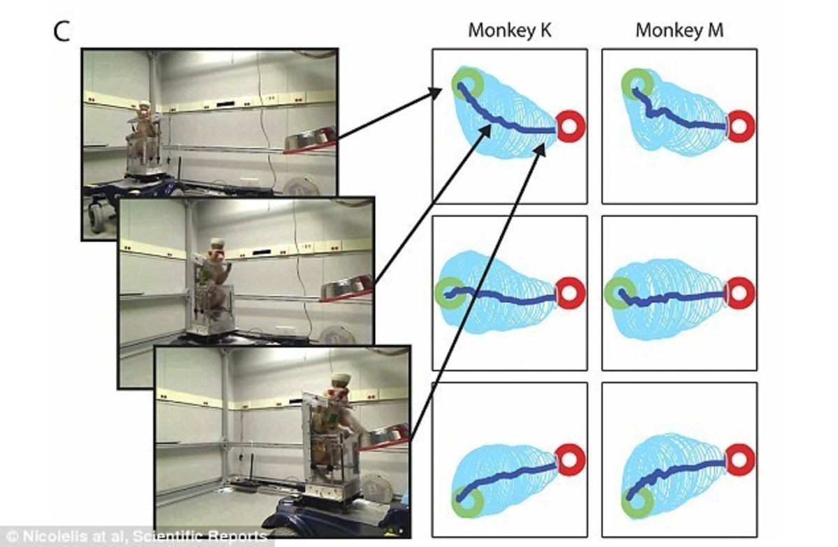 Μαϊμού οδηγεί ρομποτικό αναπηρικό καροτσάκι μόνο με τη σκέψη!