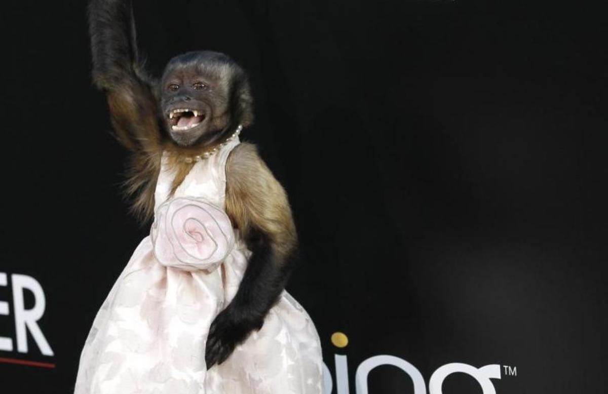 Το πιθηκάκι – star που έχει ξετρελάνει το Hollywood