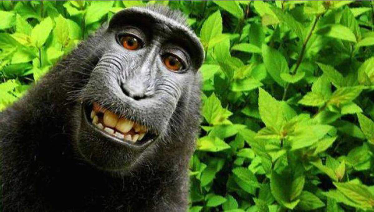 Στα δικαστήρια για μια selfie μαϊμούς!