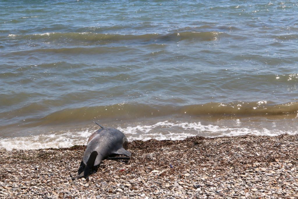 Νεκρό δελφίνι στον Σταυρό Θεσσαλονίκης