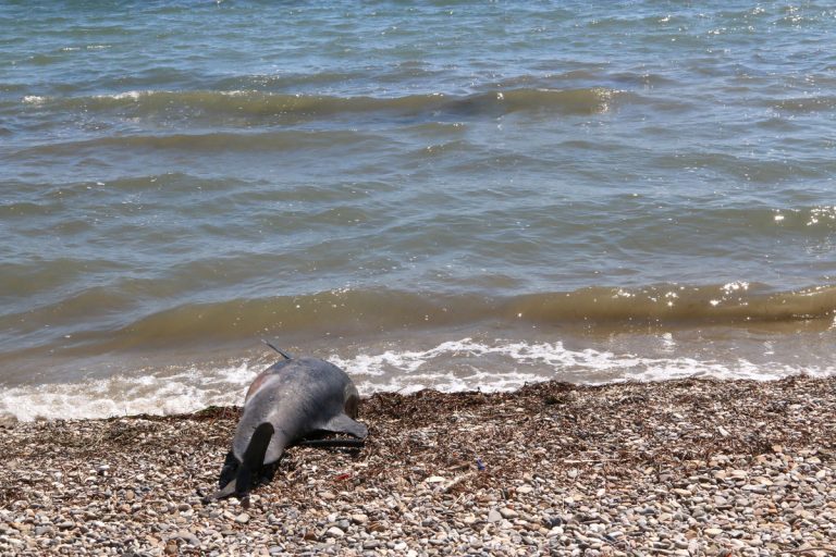 Νεκρό δελφίνι στον Σταυρό Θεσσαλονίκης