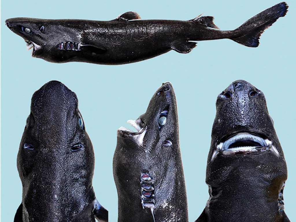Ninja lanternshark! Ο καρχαρίας που λάμπει στο σκοτάδι