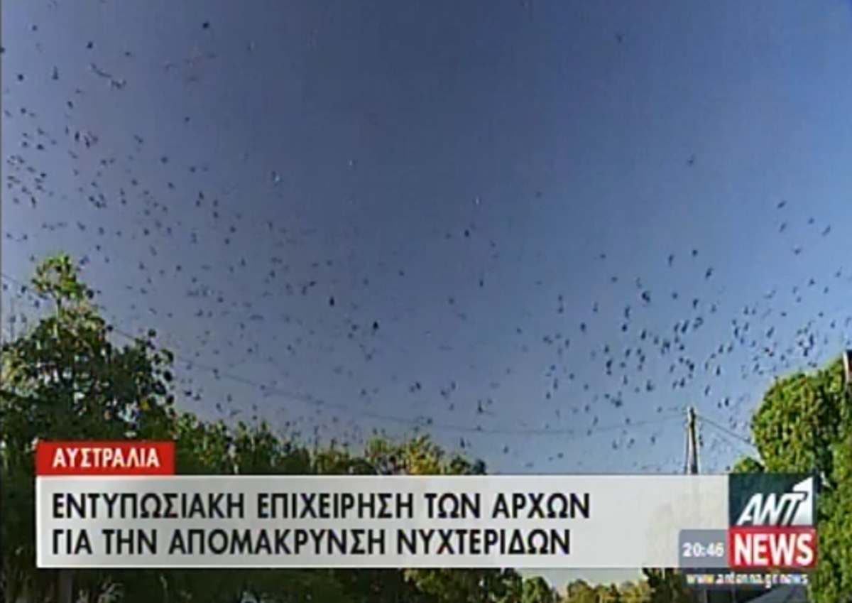 Μάχη για τις νυχτερίδες