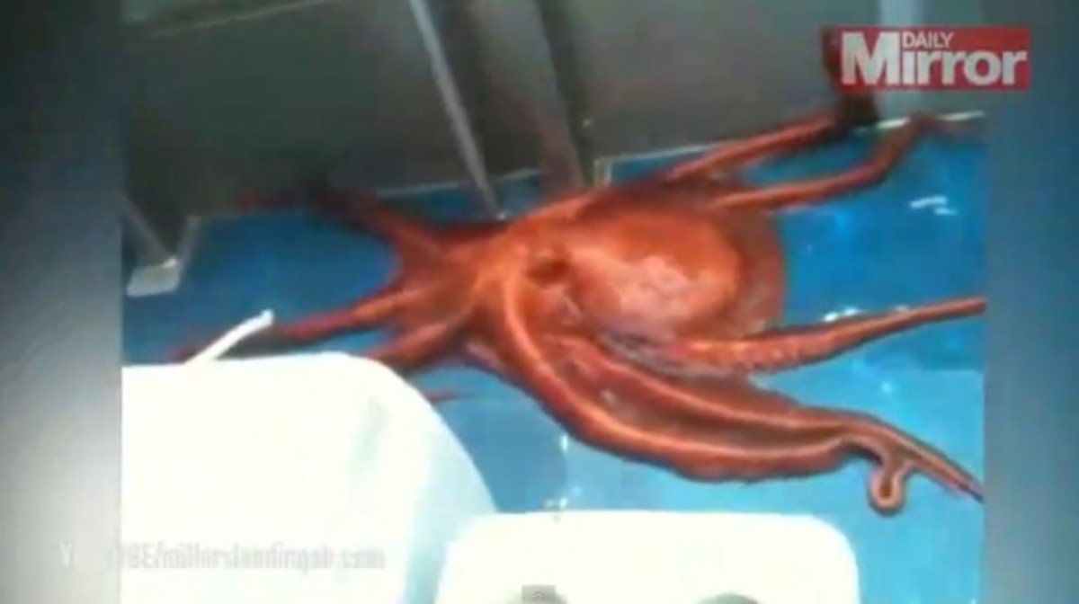 Η απόδραση ενός χταποδιού