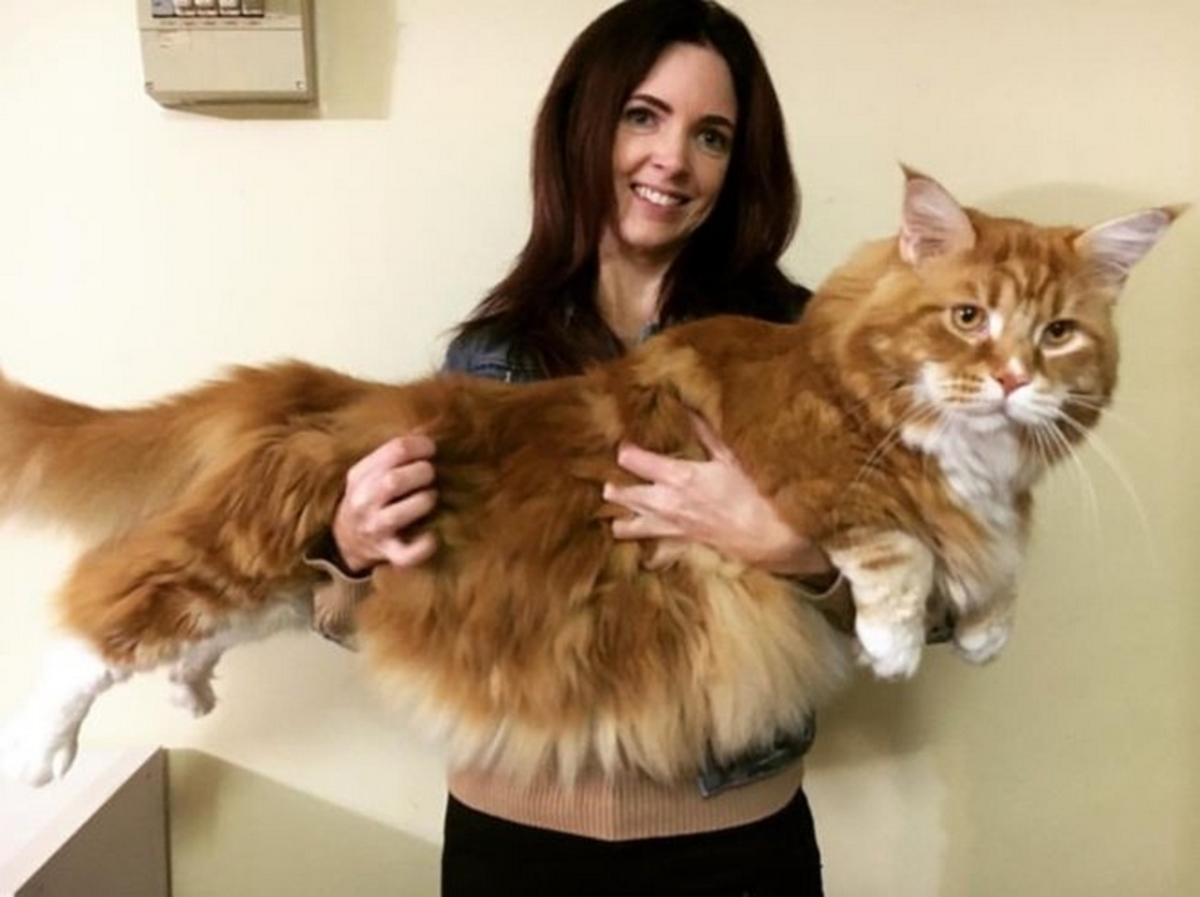 Ομάρ: Αυτή είναι η μεγαλύτερη γάτα στον κόσμο!