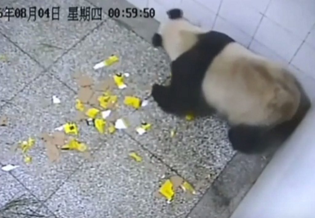 Γιγάντιο πάντα γέννησε δίδυμα στην Κίνα – [vid]