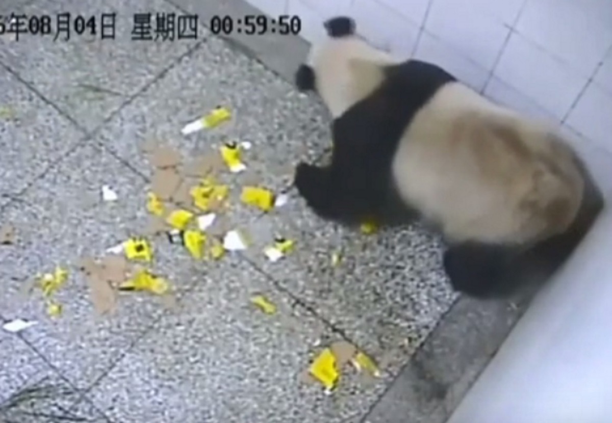 Γιγάντιο πάντα γέννησε δίδυμα στην Κίνα – [vid]