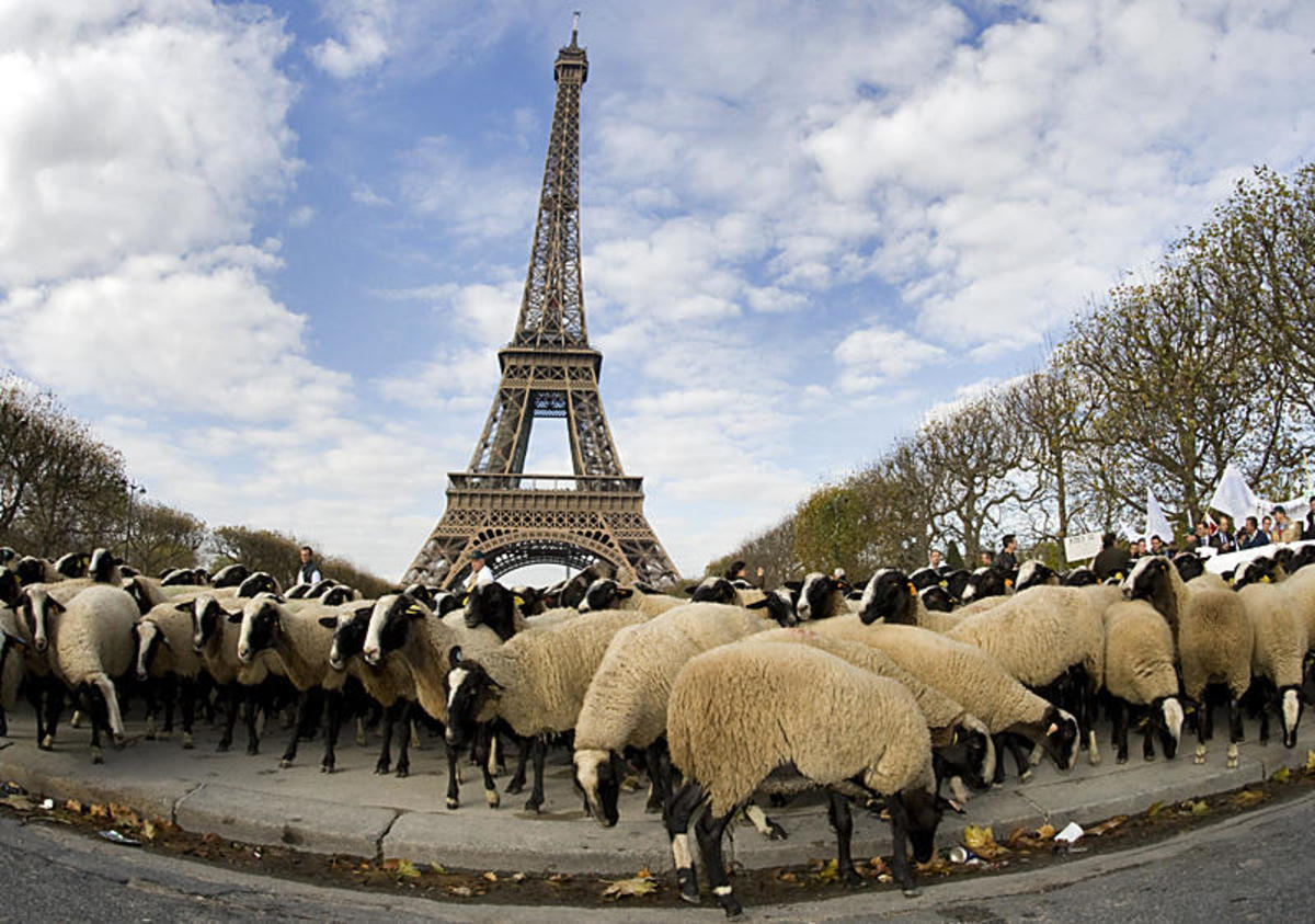 Γιατί θα γεμίσει πρόβατα το Παρίσι;