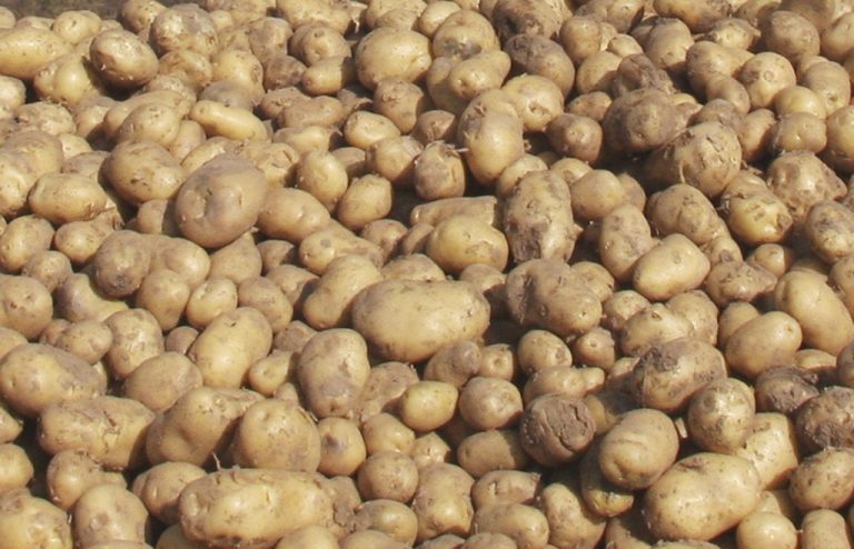 Δείτε το βουνό με τις απούλητες πατάτες στις Σέρρες - Ξεσπούν και μιλούν για καταστροφή οι παραγωγοί