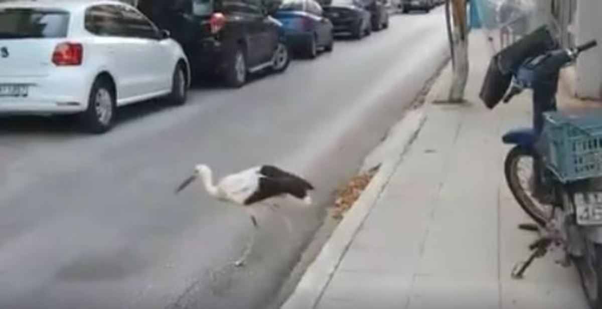Βγήκε βόλτα και έγινε viral [vid]