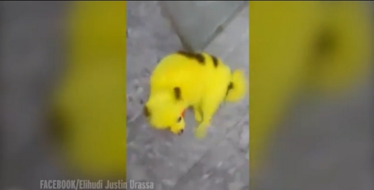 Μανία με τα Pokemon! Έβαψε το σκυλάκι του σαν τον Pikachu [vid]