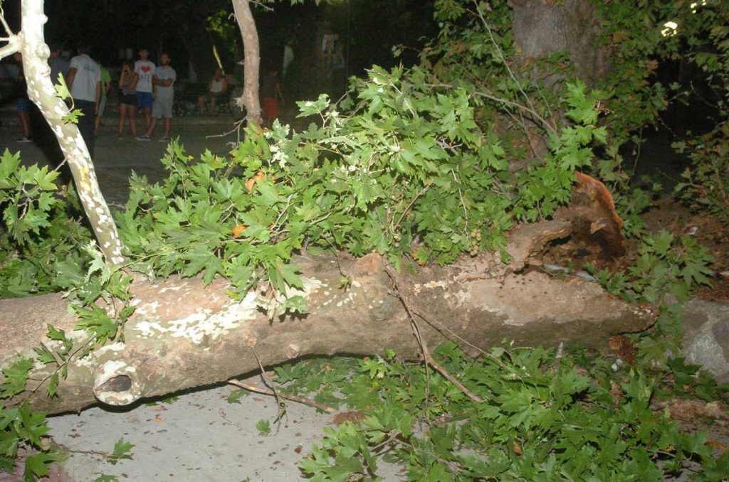 Επικήρυξαν τους λαθροϋλοτόμους που έκοψαν τέσσερα αιωνόβια πλατάνια στην ορεινή Ναυπακτία