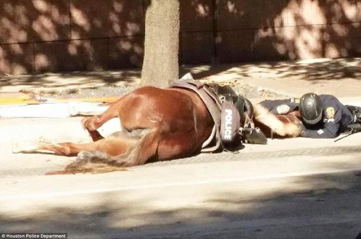 Θα σε κάνει να δακρύσεις! Αστυνομικός αγκαλιάζει το νεκρό άλογό του