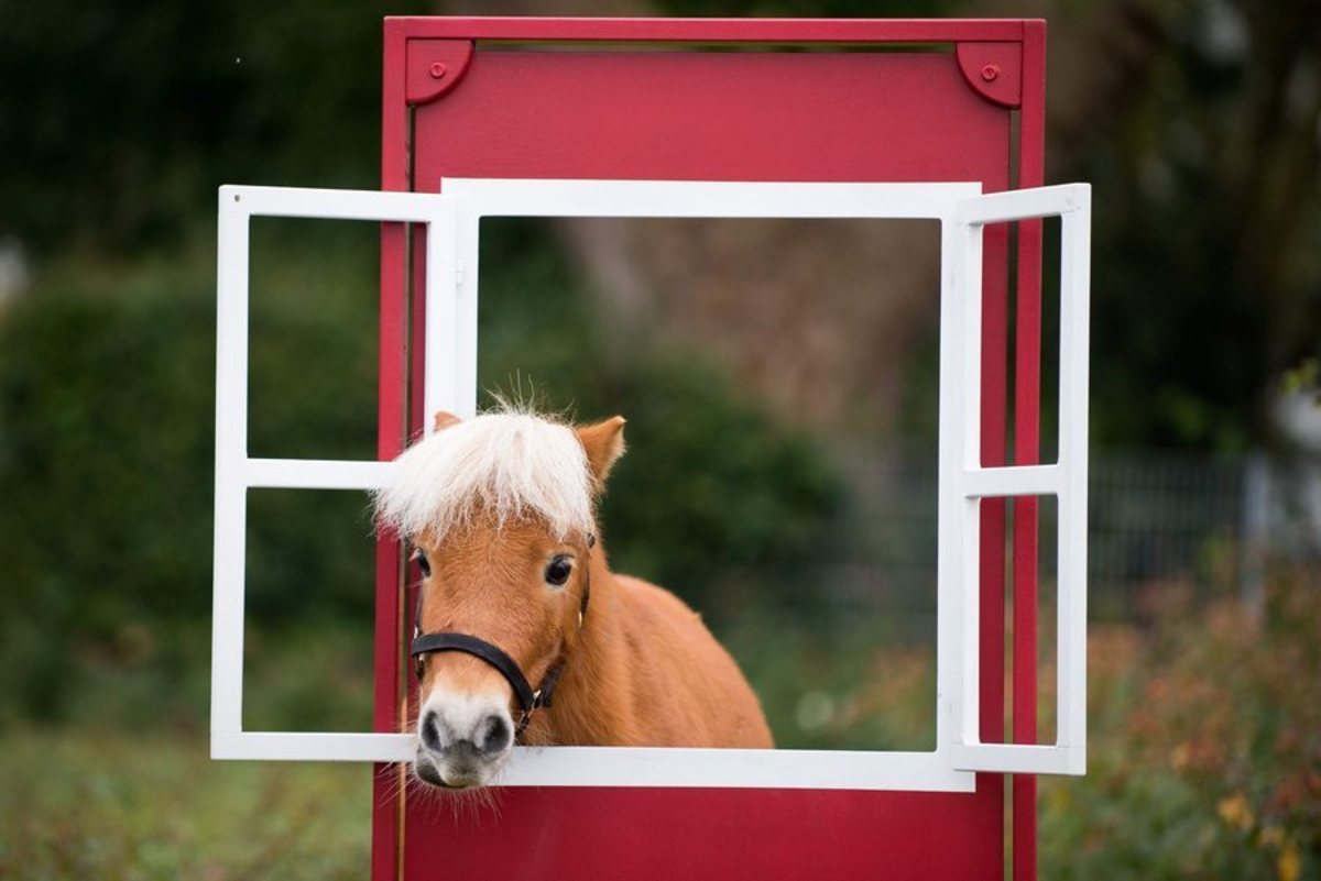 Φρίκη! Μαχαίρωσαν και βίασαν μικρό πόνι