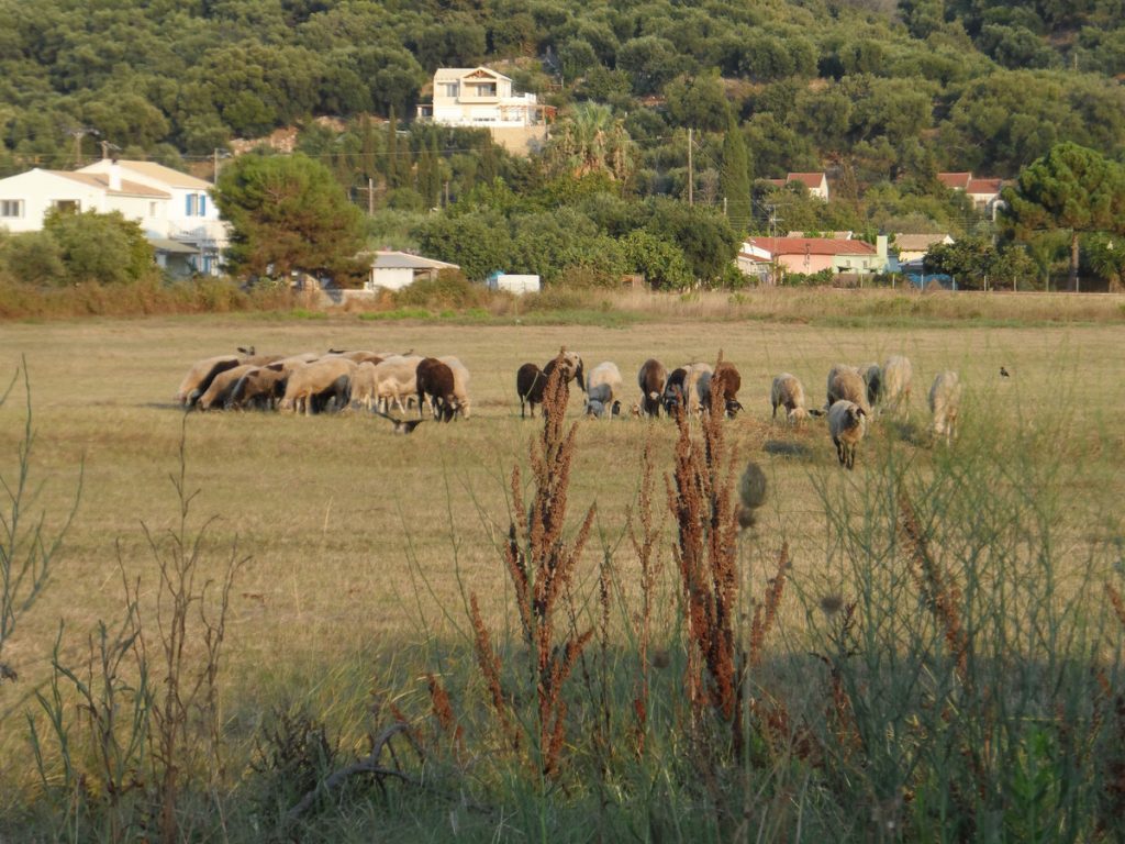 Κάλυμνος: Εκτέλεσε με την καραμπίνα 15 αιγοπρόβατα!