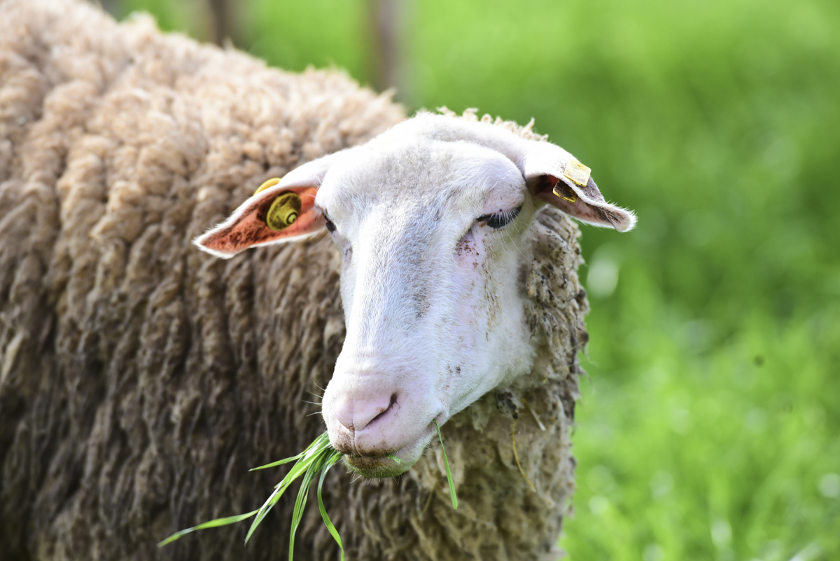 Χανιά: Έδειραν πρόεδρο κοινότητας για τα… πρόβατα!