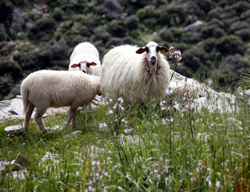 Αντιδρούν οι ζωόφιλοι Γερμανοί που θα τους απαγορευτεί το σεξ με …ζώα!