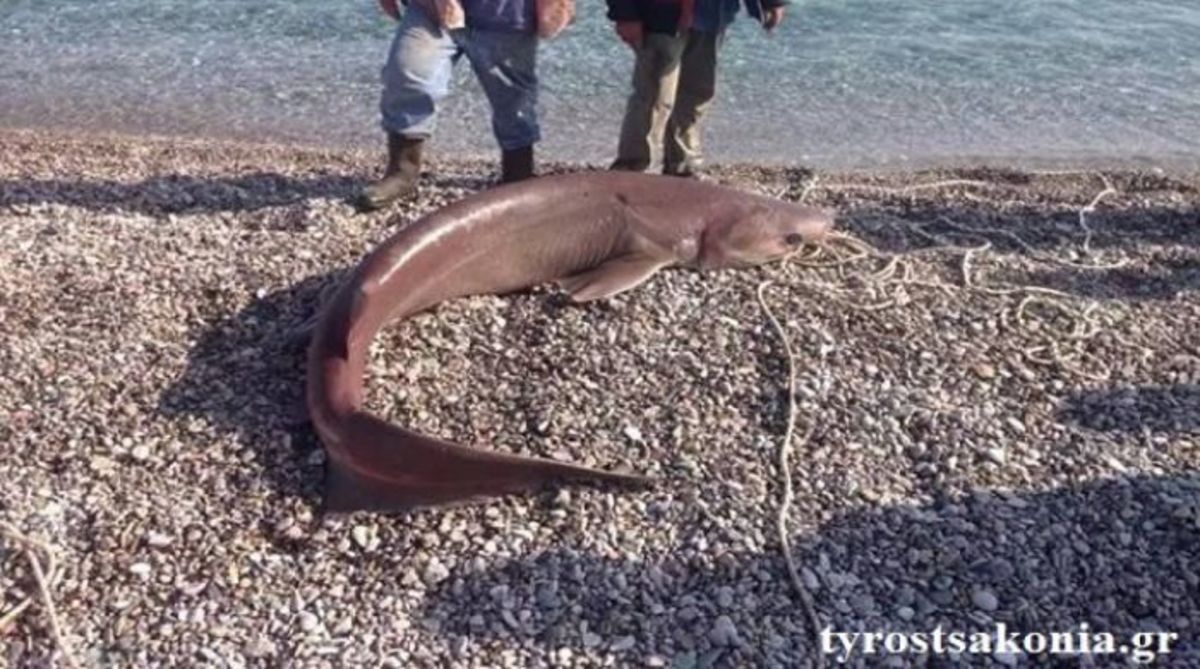 ΦΩΤΟ από tyrostsakonia.gr