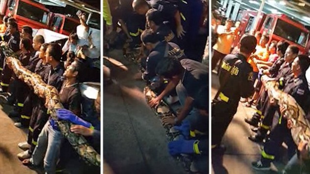 Τεράστιος πύθωνας στην Μπανγκόνκ