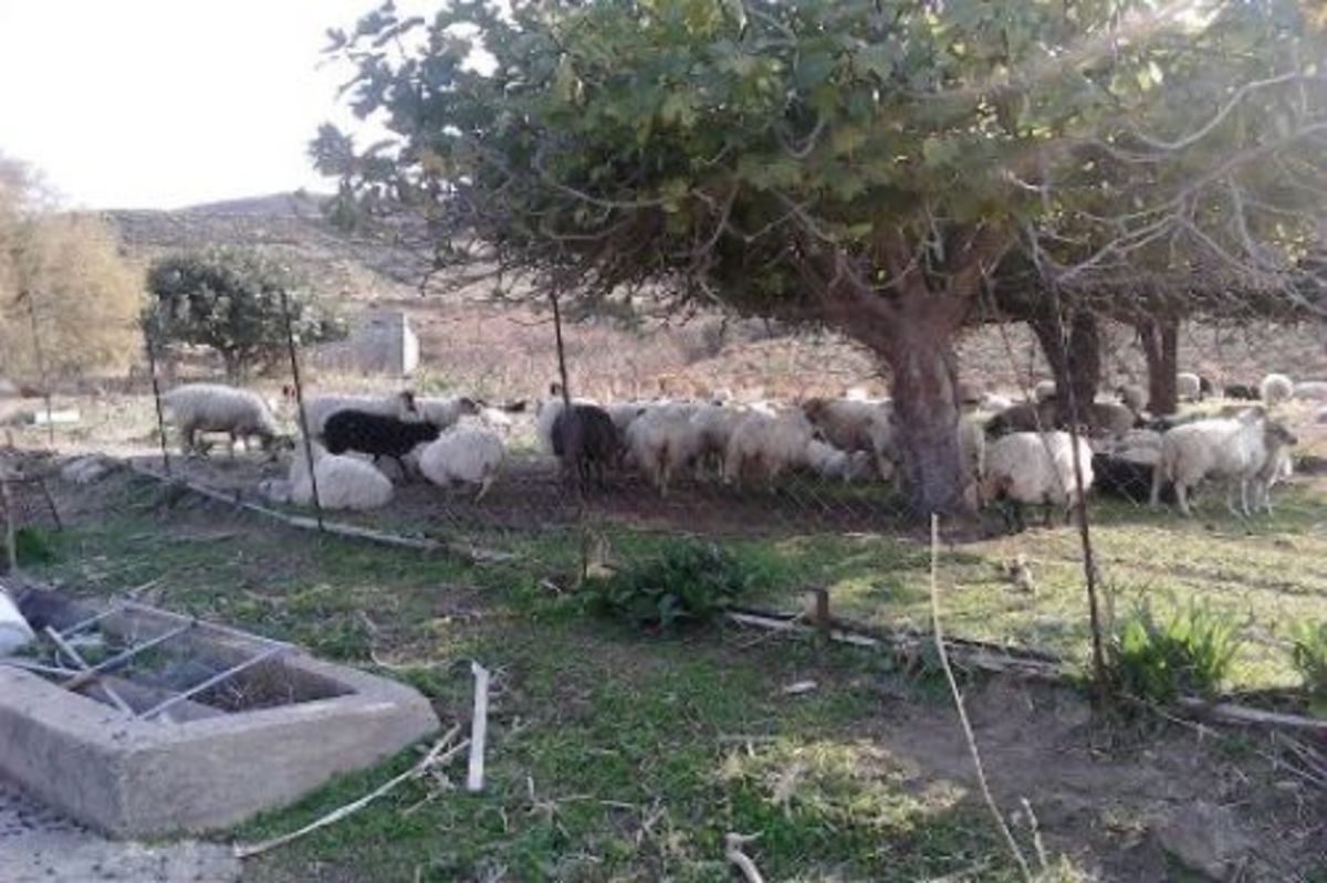 Κρήτη: Είχαν τα πρόβατα χωρίς… σκουλαρίκια και τα σκυλιά αλυσοδεμένα μέσα στον ήλιο