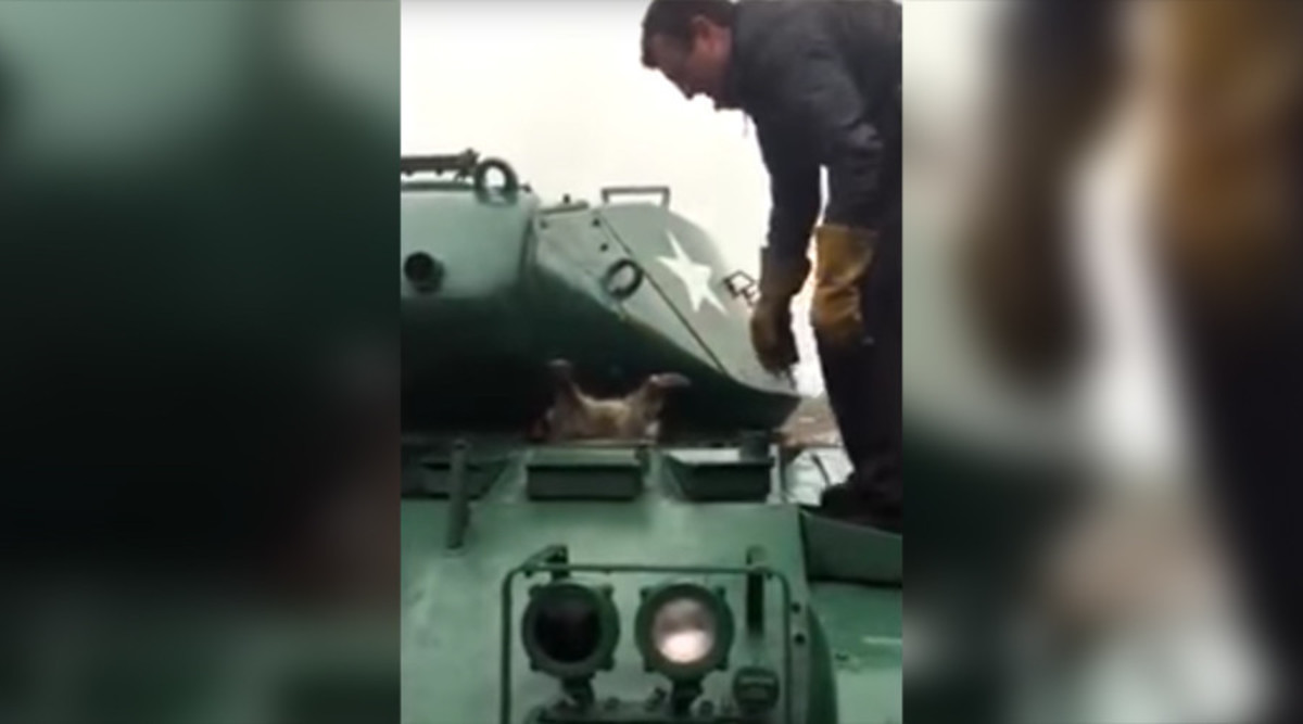 Viral το ρακούν που φράκαρε σε τανκ! [vid]