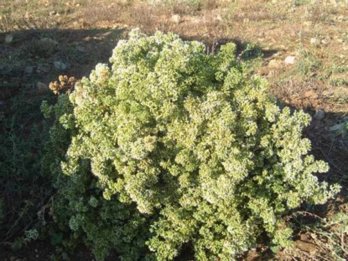 Εύβοια: Πήγε να μαζέψει ρίγανη και έπεσε σε χαράδρα
