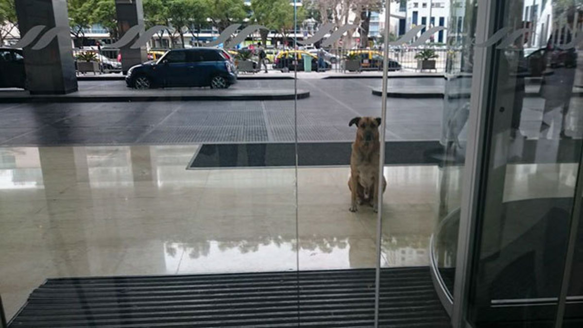 Η συγκινητική ιστορία του σκύλου Rubio! Περίμενε μήνες έξω από το ξενοδοχείο της – Τη συγκίνησε και τον υιοθέτησε [pics+vid]